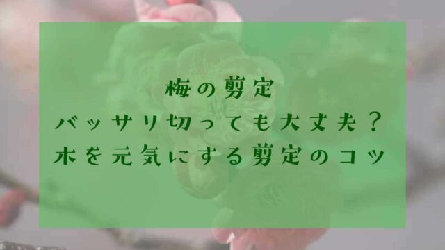 アイキャッチ梅剪定バッサリ