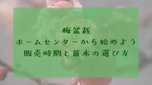アイキャッチ梅盆栽ホームセンター