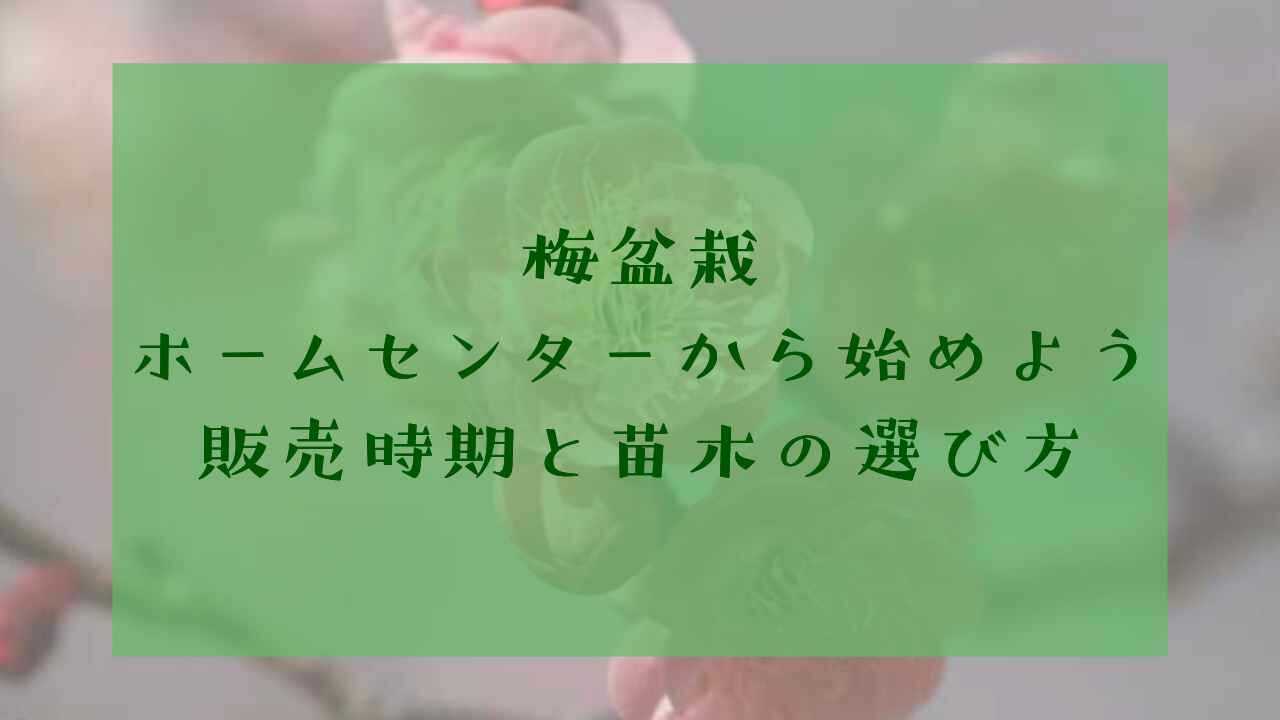 アイキャッチ梅盆栽ホームセンター