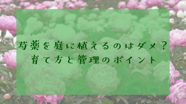 アイキャッチ芍薬庭に植えてはいけない