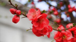 ボケの花