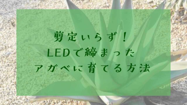 アイキャッチアガベled