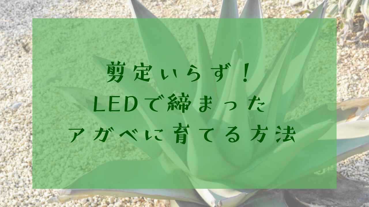 アイキャッチアガベled
