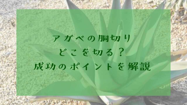 アイキャッチアガベ胴切り