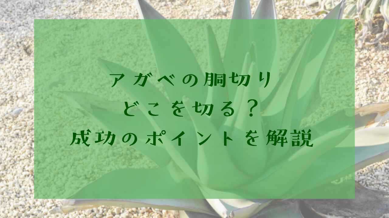 アイキャッチアガベ胴切り