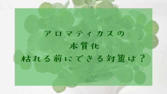 アイキャッチアロマティカス木質化
