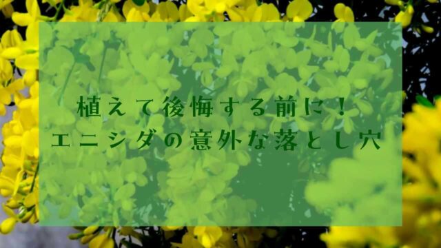 アイキャッチエニシダ後悔