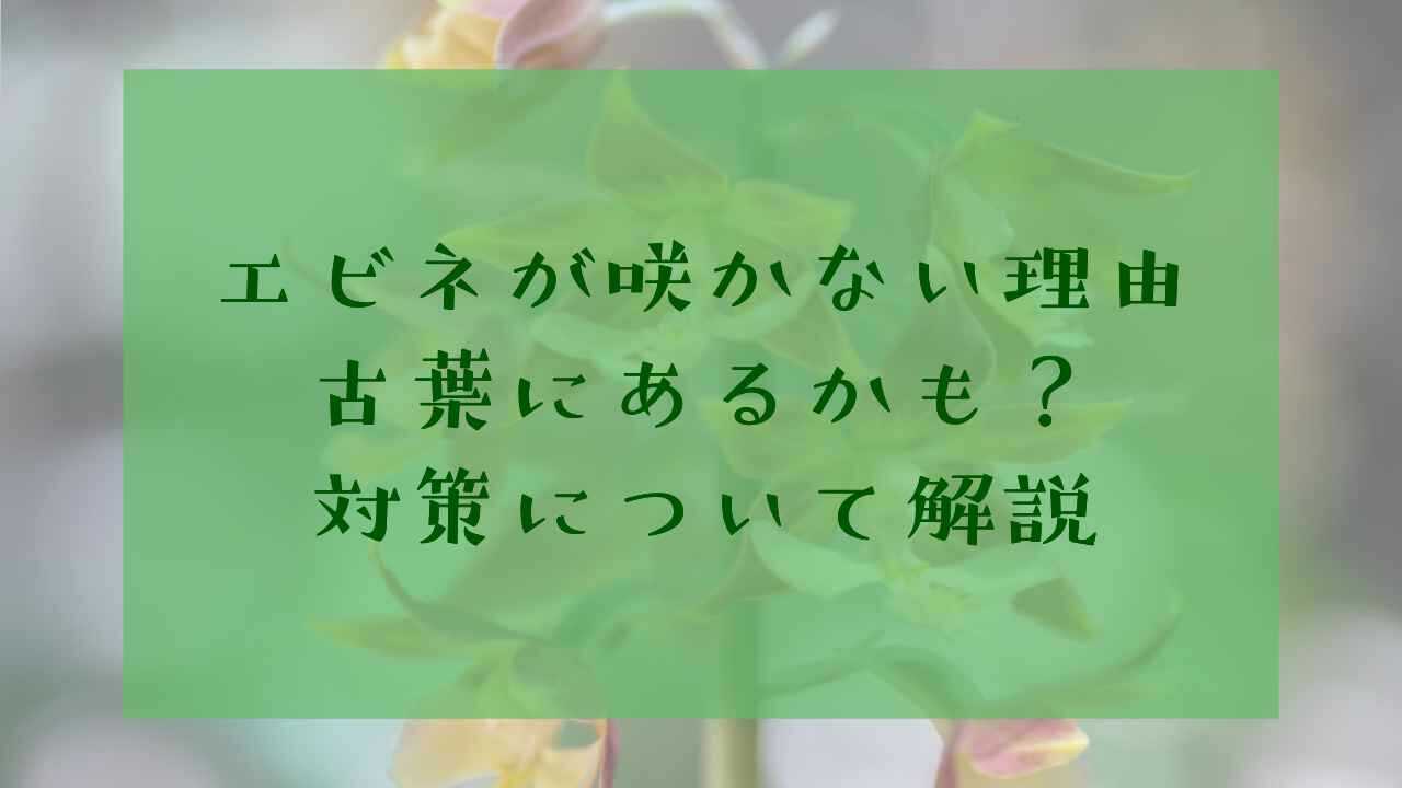 アイキャッチエビネ古葉
