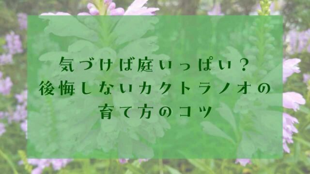 アイキャッチカクトラノオ後悔