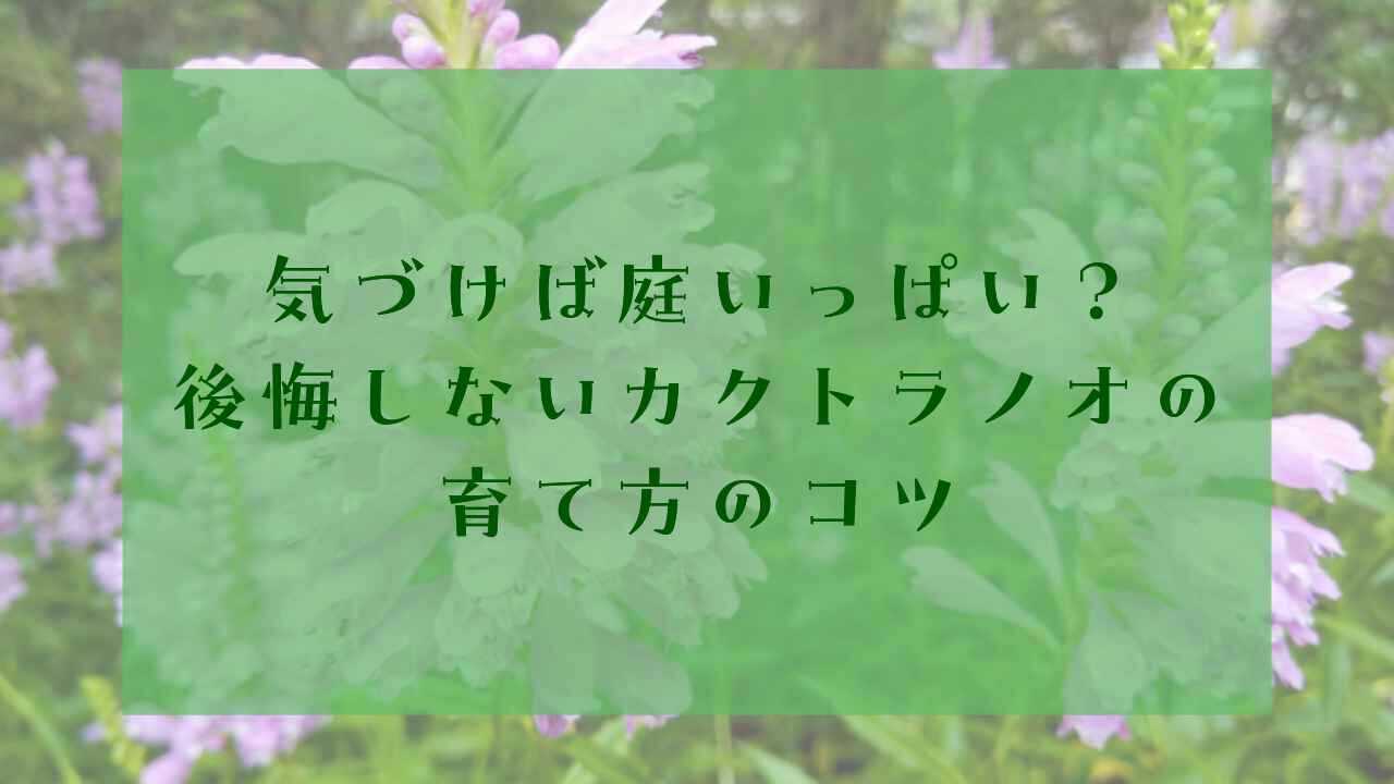 アイキャッチカクトラノオ後悔