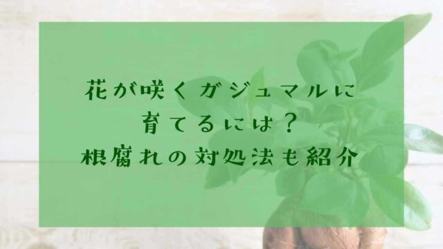 アイキャッチガジュマル花咲く根腐れ