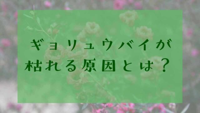 アイキャッチギョリュウバイ難しい