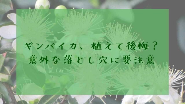 アイキャッチギンバイカ後悔