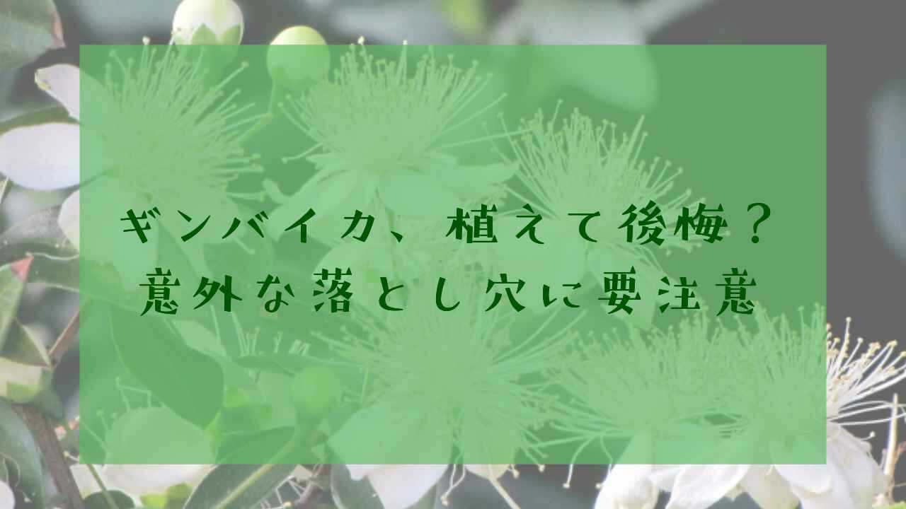 アイキャッチギンバイカ後悔