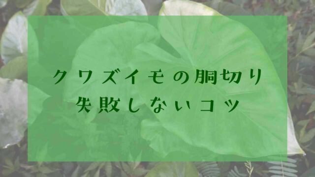 アイキャッチクワズイモ胴切り