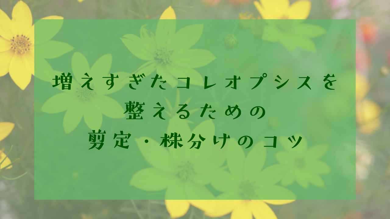 アイキャッチコレオプシス増えすぎ