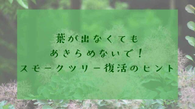 アイキャッチスモークツリー葉が出ない