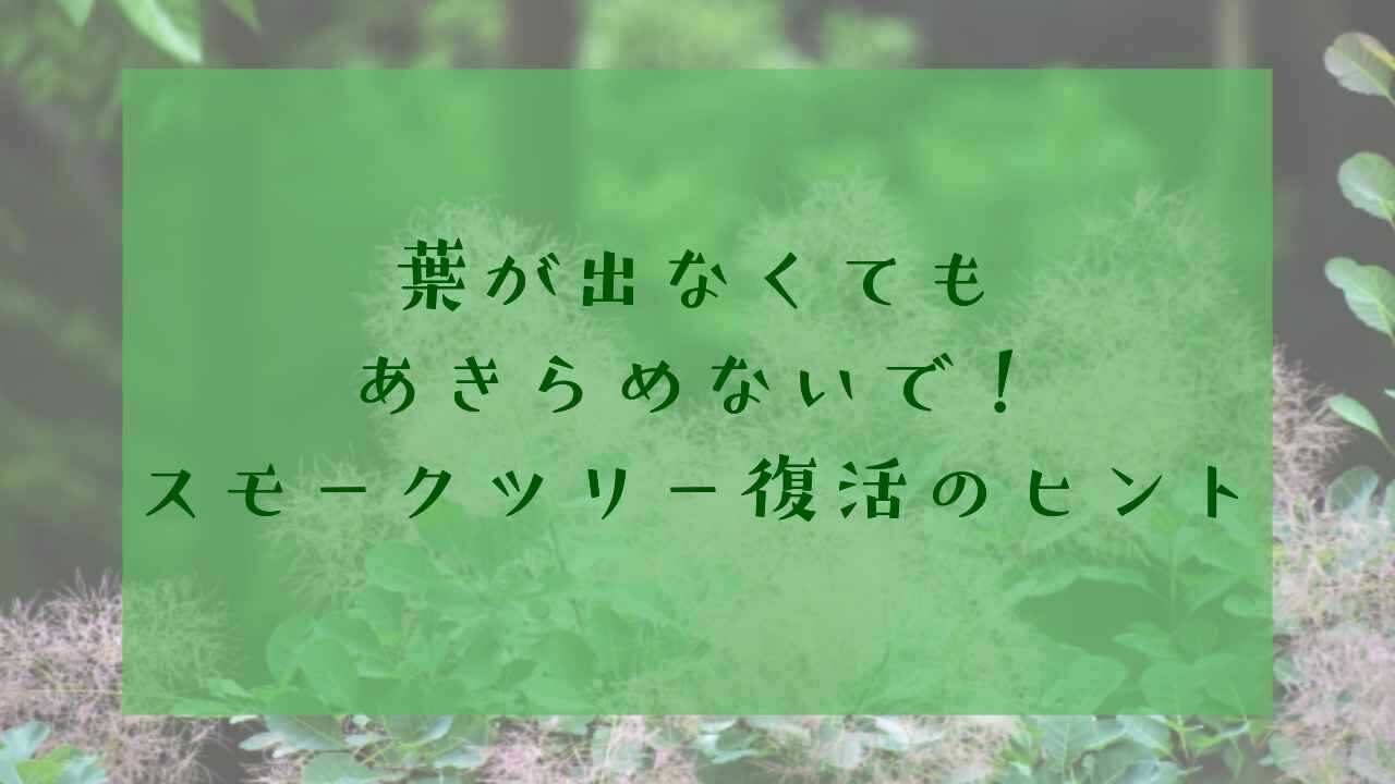 アイキャッチスモークツリー葉が出ない
