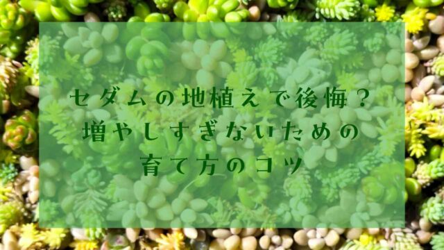 アイキャッチセダム地植え後悔