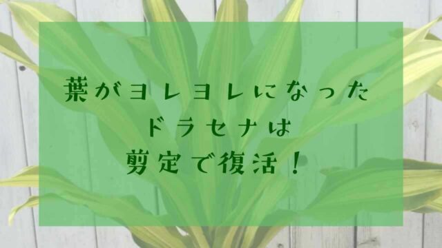 アイキャッチドラセナ葉がヨレヨレ