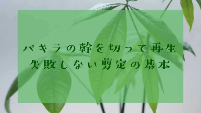 アイキャッチパキラ剪定