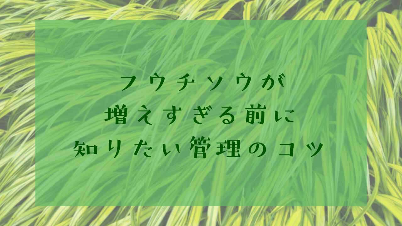 アイキャッチフウチソウ増えすぎ