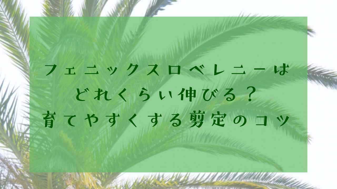 アイキャッチフェニックス剪定