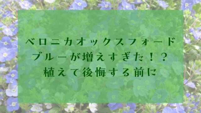 アイキャッチベロニカオックスフォードブルー後悔