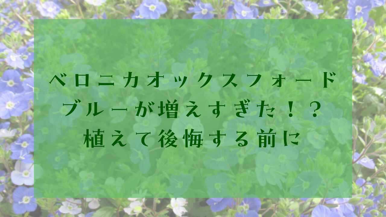 アイキャッチベロニカオックスフォードブルー後悔
