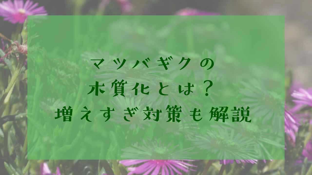 アイキャッチマツバギク木質化