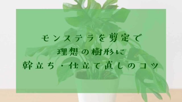 アイキャッチモンステラ剪定