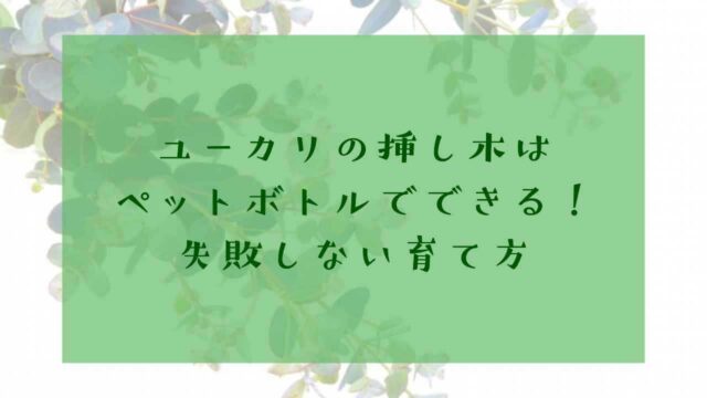 アイキャッチユーカリ挿し木