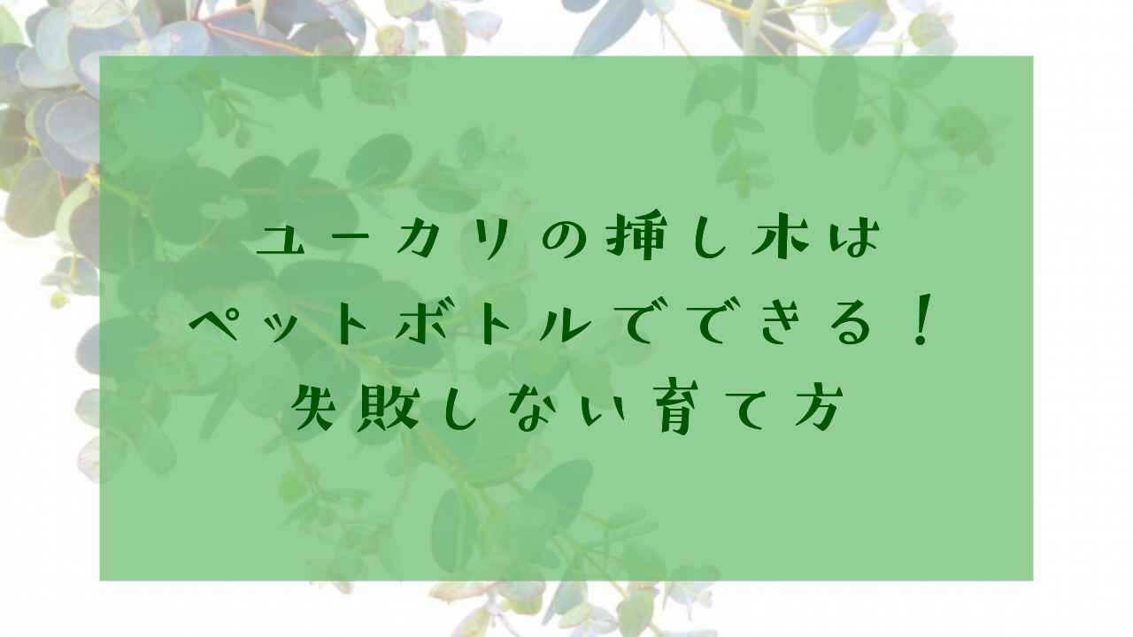 アイキャッチユーカリ挿し木