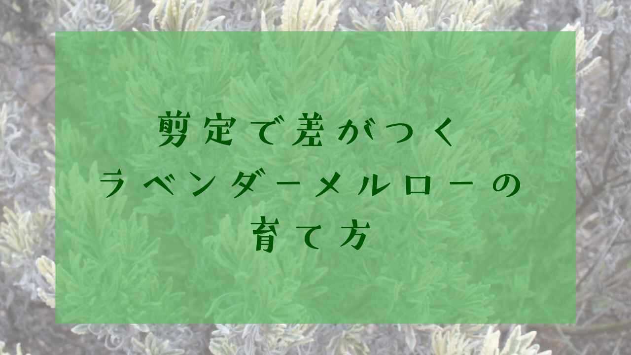 アイキャッチラベンダーメルロー剪定