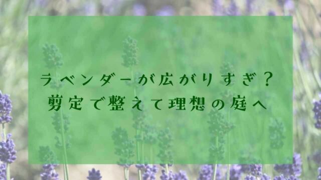 アイキャッチラベンダー地植え剪定