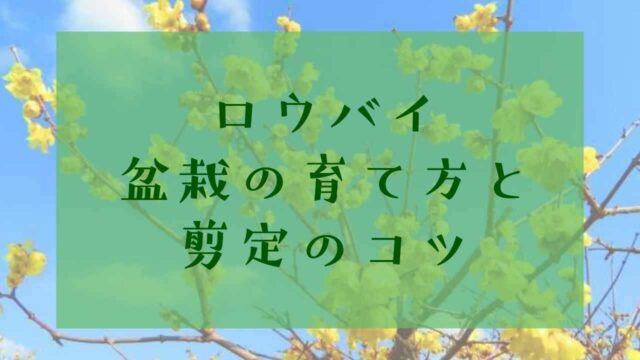 アイキャッチロウバイ盆栽