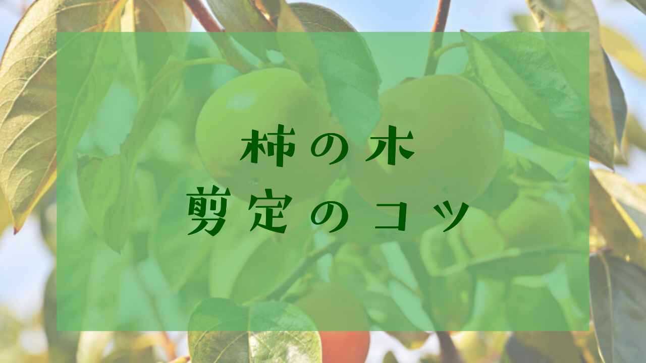 アイキャッチ柿の木剪定