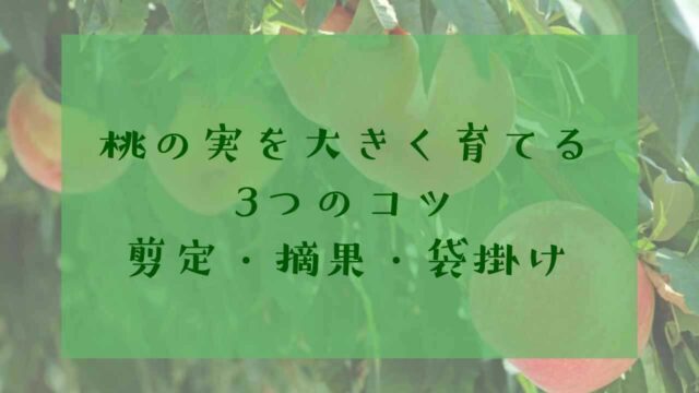 アイキャッチ桃の木剪定