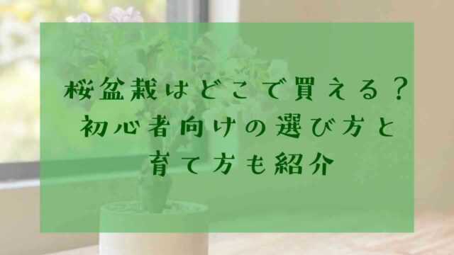 アイキャッチ桜の盆栽どこで買える