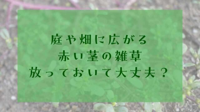 アイキャッチ赤い茎雑草