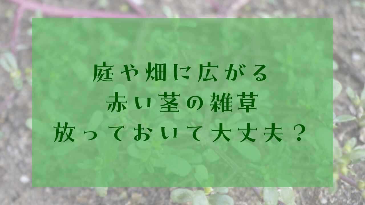 アイキャッチ赤い茎雑草
