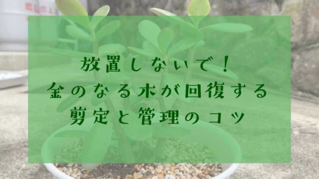 アイキャッチ金のなる木