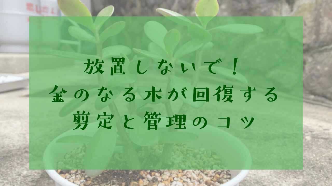アイキャッチ金のなる木