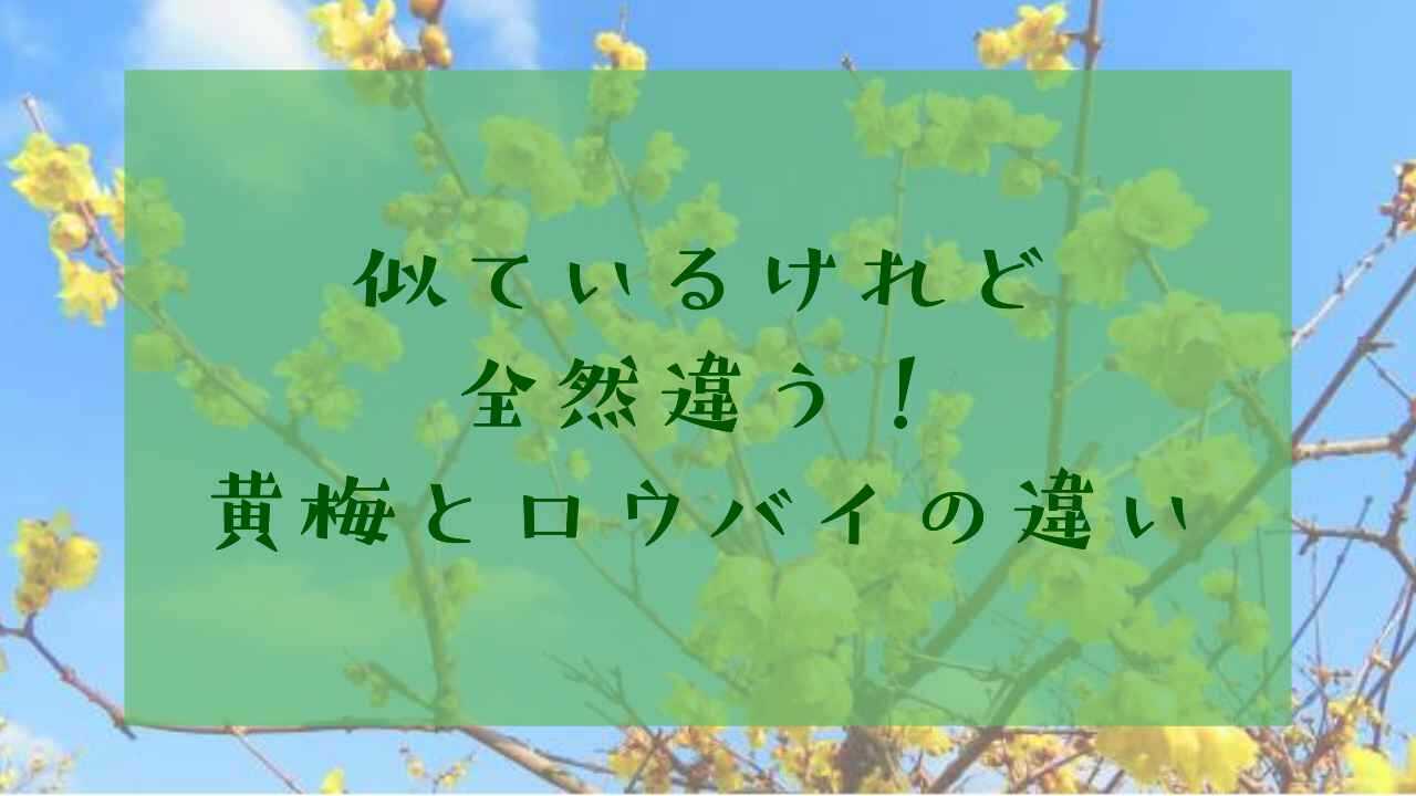 アイキャッチ黄梅ロウバイ違い