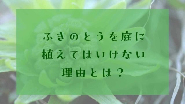 アイキャッチふきのとう植えてはいけない