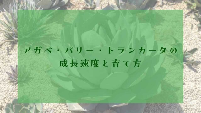 アイキャッチアガベ・パリー・トランカータ成長速度