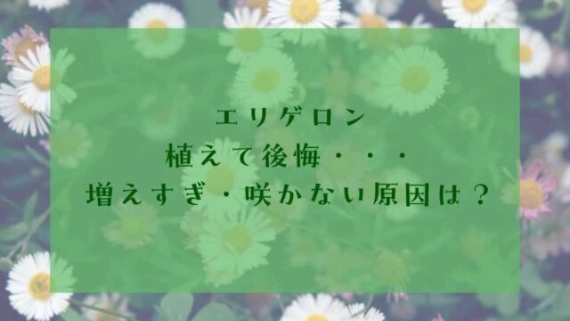 アイキャッチエリゲロン後悔