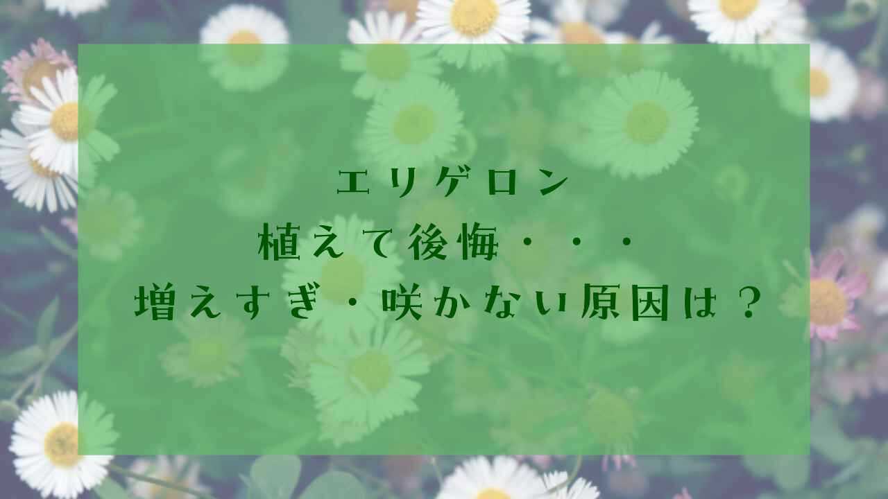 アイキャッチエリゲロン後悔