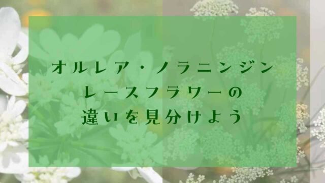 アイキャッチオルレアレースフラワー違い
