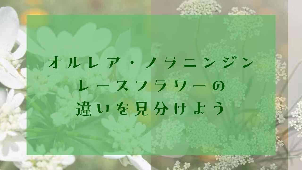 アイキャッチオルレアレースフラワー違い